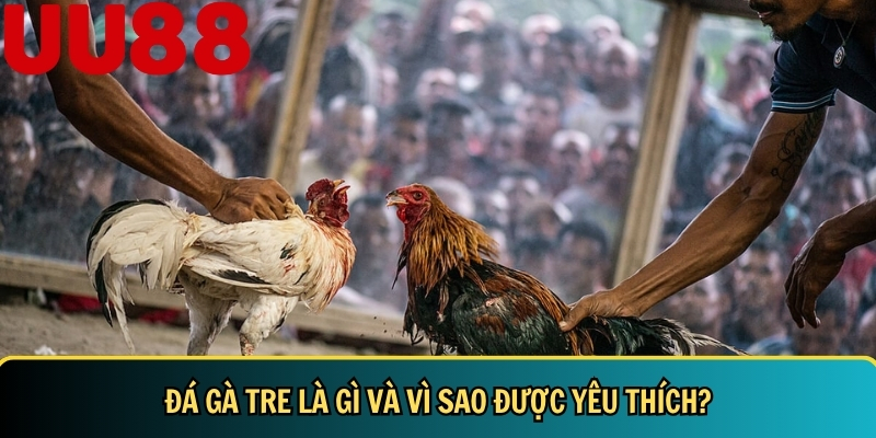 Đá Gà Tre: Hướng Dẫn Chi Tiết & Bí Quyết Nuôi Đá Gà Tre 2 Khám phá tổng quan về đá gà tre tại VN88