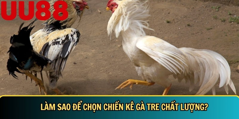 Đá Gà Tre: Hướng Dẫn Chi Tiết & Bí Quyết Nuôi Đá Gà Tre 3 Hướng dẫn chi tiết cách chọn chiến kê gà tre chất lượng
