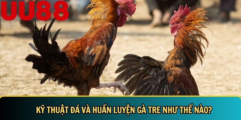 Đá Gà Tre: Hướng Dẫn Chi Tiết & Bí Quyết Nuôi Đá Gà Tre 4 Mách bạn kỹ thuật đá và huấn luyện gà tre hiệu quả