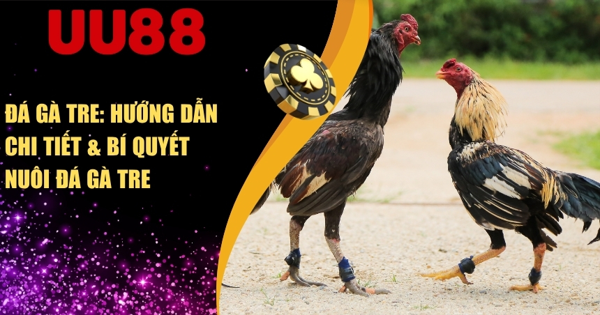 Đá Gà Tre: Hướng Dẫn Chi Tiết & Bí Quyết Nuôi Đá Gà Tre