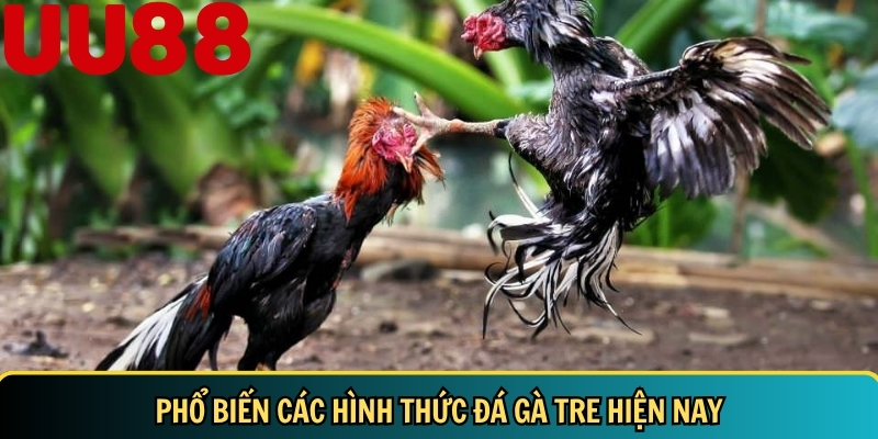 Đá Gà Tre: Hướng Dẫn Chi Tiết & Bí Quyết Nuôi Đá Gà Tre 6 Tổng hợp các hình thức đá gà tre hiện nay