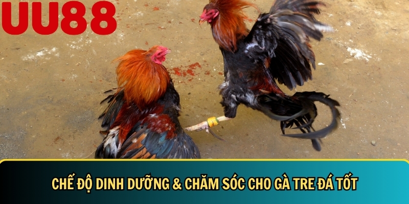 Đá Gà Tre: Hướng Dẫn Chi Tiết & Bí Quyết Nuôi Đá Gà Tre 5 Khám phá chế độ dinh dưỡng và cách chăm sóc gà tre tốt